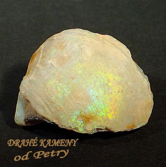 Opalizovaná mušle z Austrálie 30x24mm