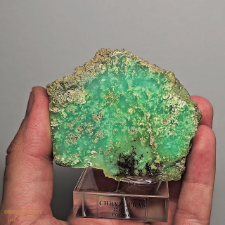 Chryzopras z Polska  67x60mm